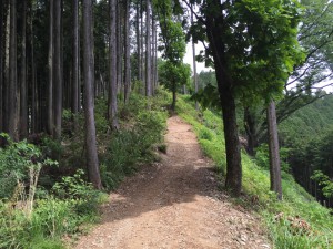 景信山への登山道
